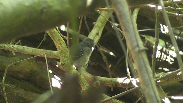 Band-tailed Antbird - ML201747291