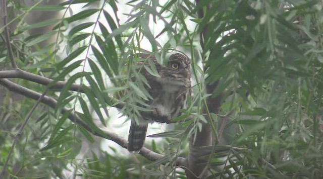 Peruvian Pygmy-Owl - ML201747301