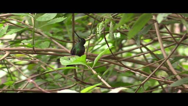 kolibřík bělavořitý - ML201747341