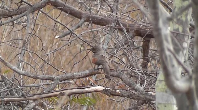 Red-shouldered Spinetail - ML201747501