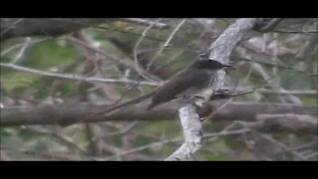 Northern Fantail (Rote) - ML201747591