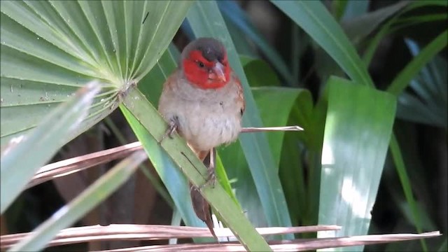 Crimson Finch (Black-bellied) - ML201747781