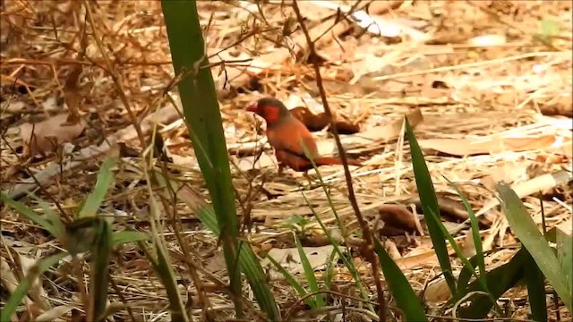 Crimson Finch (Black-bellied) - ML201747791