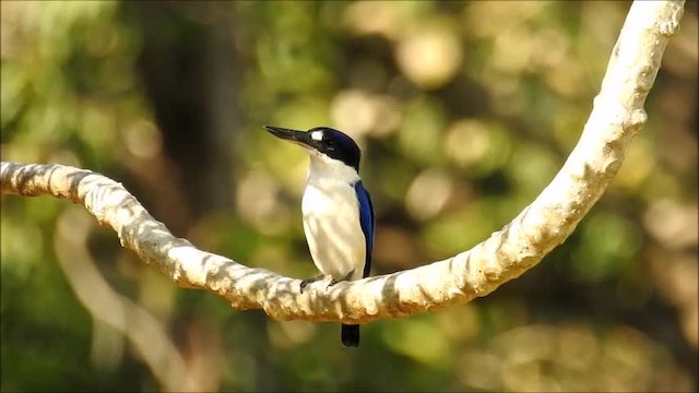 Forest Kingfisher - ML201747801