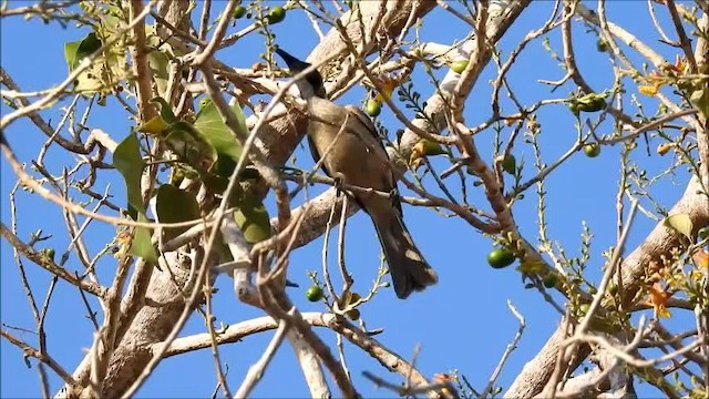 Helmeted Friarbird (Helmeted) - ML201747941