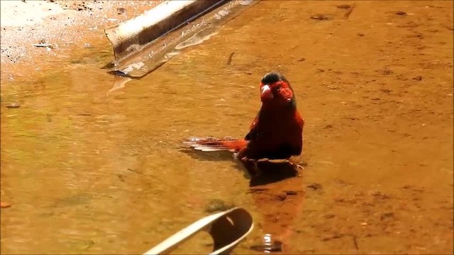 Crimson Finch (Black-bellied) - ML201747951