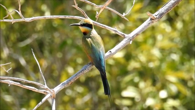 Rainbow Bee-eater - ML201747971