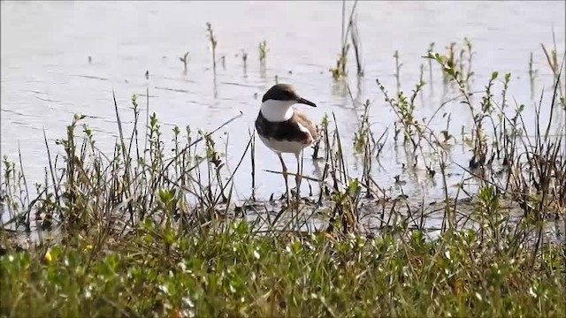 Red-kneed Dotterel - ML201748031
