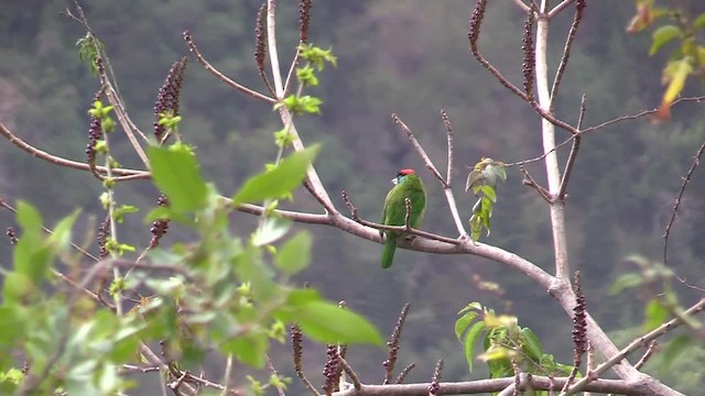 Blue-throated Barbet (Red-crowned) - ML201749301