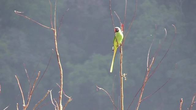 Himalaya Yeşil Papağanı - ML201749381