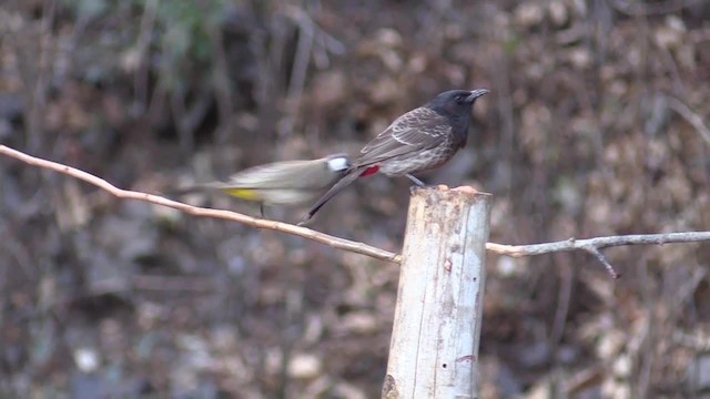Red-vented Bulbul - ML201749451