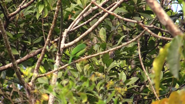 ML121134701 White-cheeked Barbet Macaulay Library