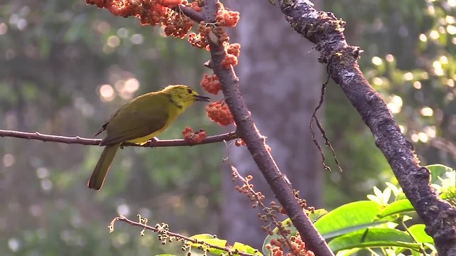 - Yellow-browed Bulbul