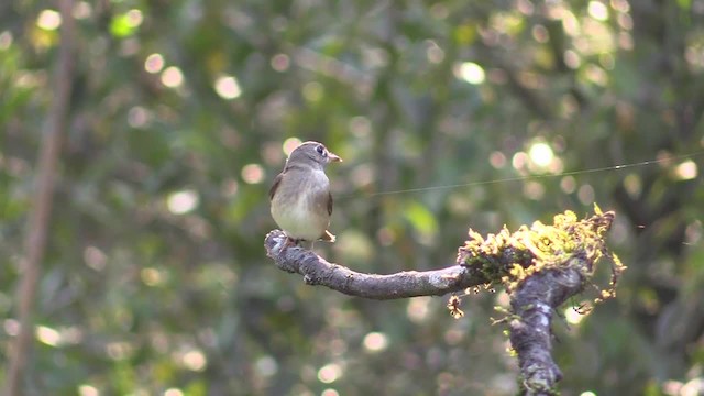 Brown-breasted Flycatcher - ML201749581