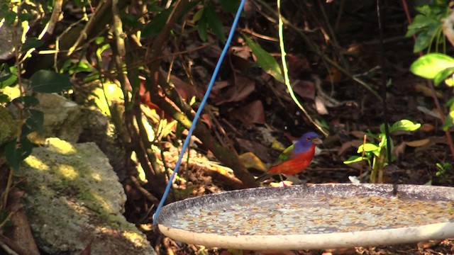 Painted Bunting - ML201749691
