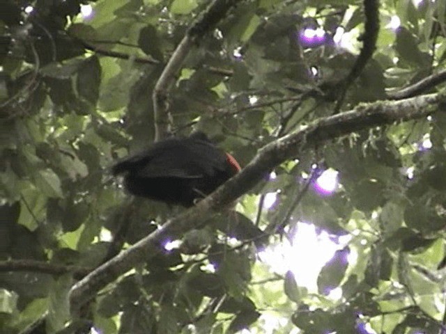 Bare-necked Umbrellabird - ML201749921