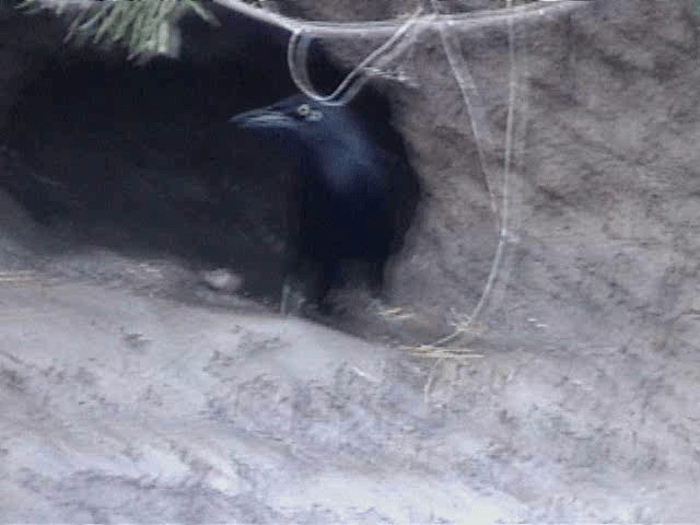  - Nicaraguan Grackle