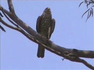 Collared Sparrowhawk - ML201750601