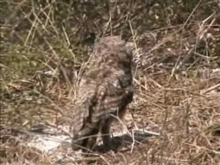 Spotted Eagle-Owl - ML201750631