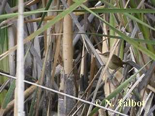 Australian Reed Warbler - ML201750731