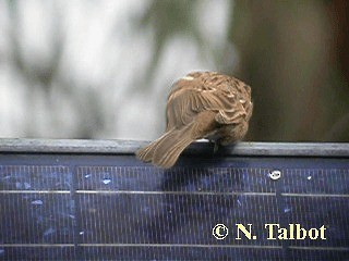 Eurasian Tree Sparrow - ML201750851