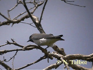 White-breasted Woodswallow - ML201750911