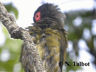 Australasian Figbird - ML201751081