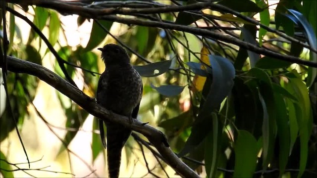 Fan-tailed Cuckoo - ML201751571