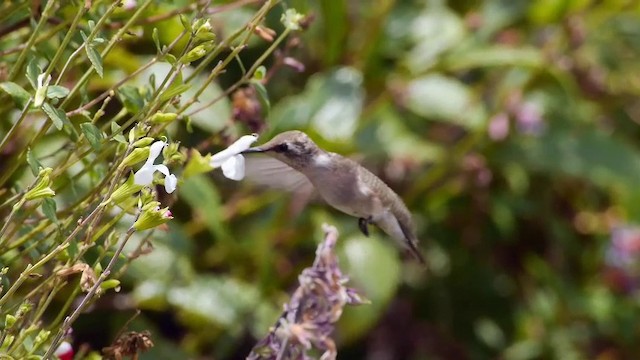 Black-chinned Hummingbird - ML201751731