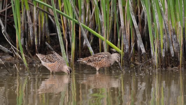 Long-billed Dowitcher - ML201752791
