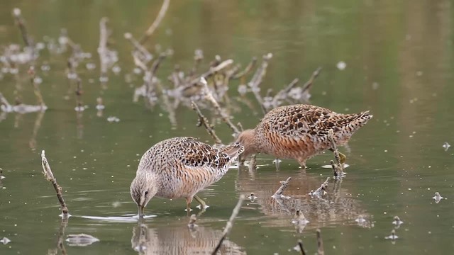 Long-billed Dowitcher - ML201752801