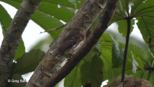 Amazonian Pygmy-Owl - ML201752951
