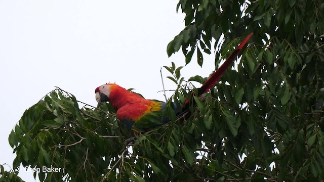 Scarlet Macaw - ML201753031