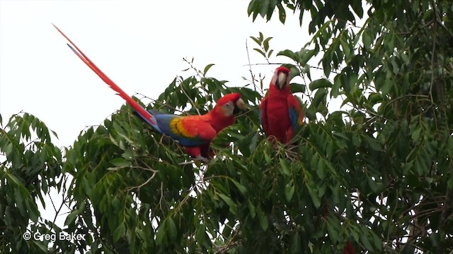 Scarlet Macaw - ML201753041