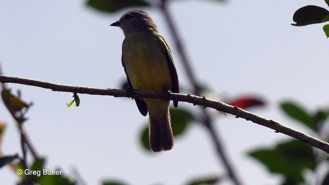 Yellow-crowned Tyrannulet - ML201753101