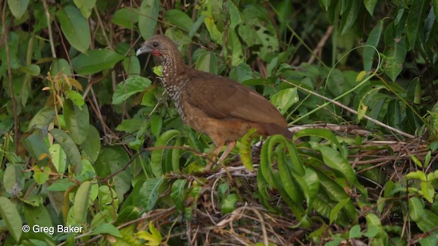 Speckled Chachalaca (Speckled) - ML201753211