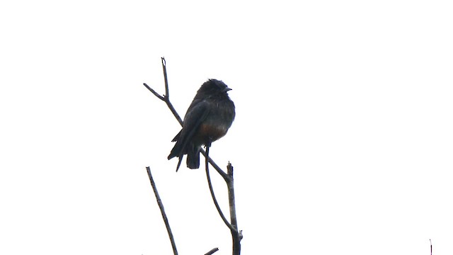 Swallow-winged Puffbird - ML201753271