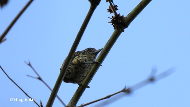 Bar-breasted Piculet - ML201753531