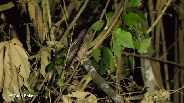 výreček amazonský (ssp. usta) - ML201753581