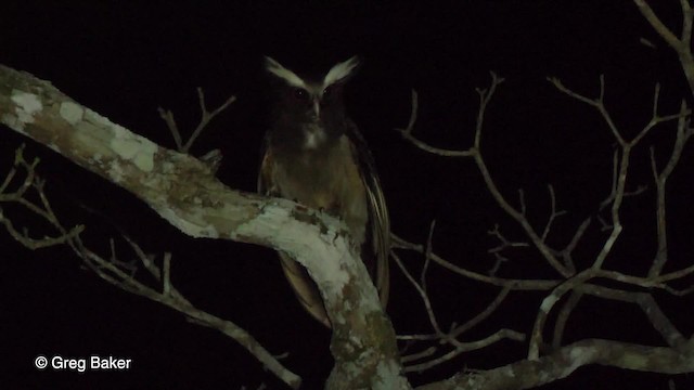 Crested Owl - ML201753591