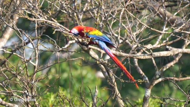 Scarlet Macaw - ML201753691