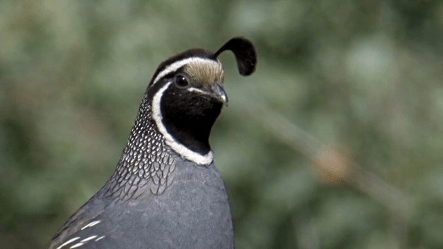 California Quail - ML201753861