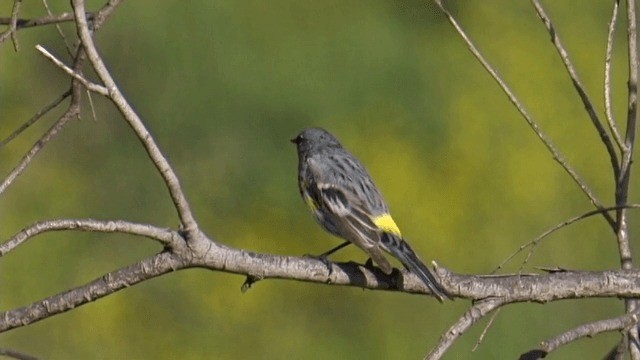 Yellow-rumped Warbler (Audubon's) - ML201754231