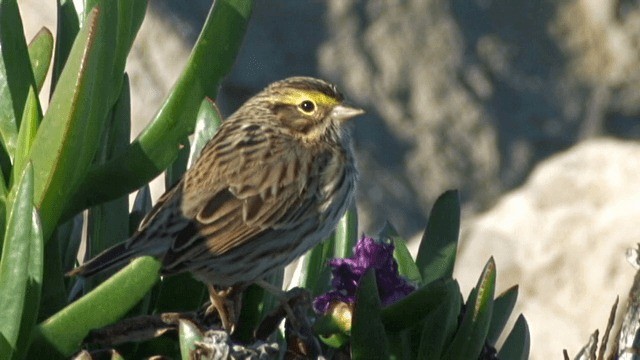 Savannah Sparrow (Savannah) - ML201754261