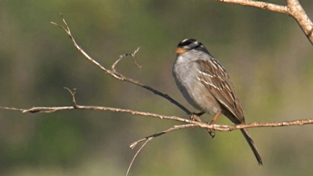 White-crowned Sparrow (Gambel's) - ML201754371