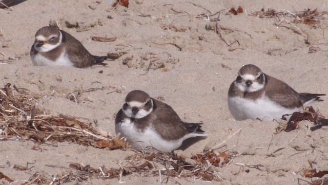 Semipalmated Plover - ML201754421