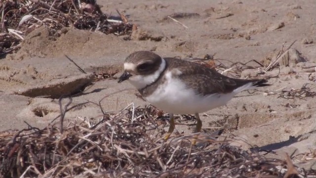 Semipalmated Plover - ML201754431