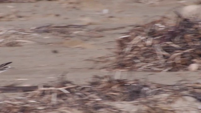 Semipalmated Plover - ML201754451