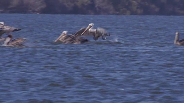 pelikán hnědý (ssp. californicus) - ML201754761