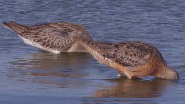 Long-billed Dowitcher - ML201754901